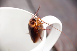 Kakerlaken bekämpfen | 7 Tipps gegen Schaben im Haus