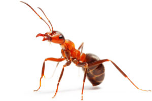Ameisen-bekaempfen