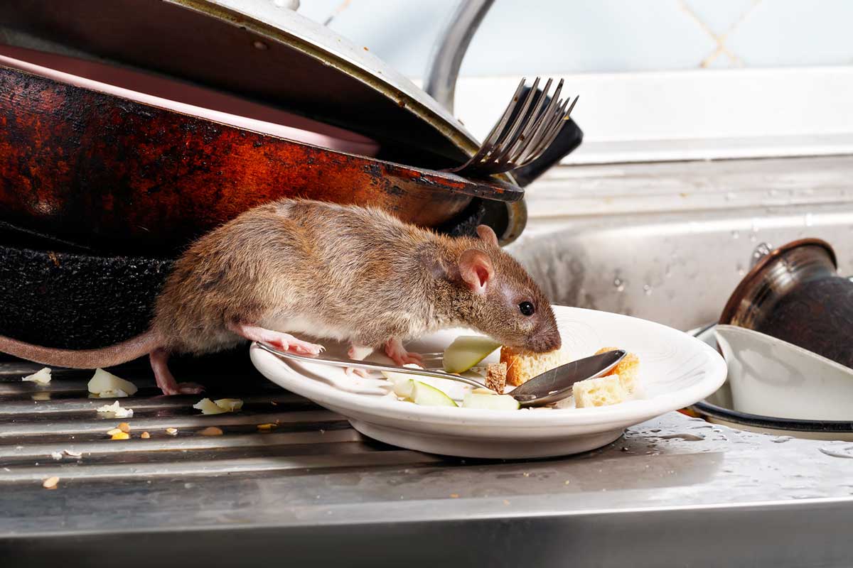 Ratten bekämpfen Tipps & Mittel gegen Rattenbefall